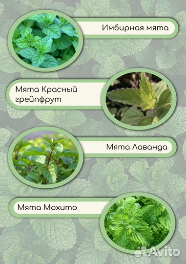 Мята 30 сортов