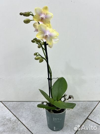 Орхидея парфюмерная