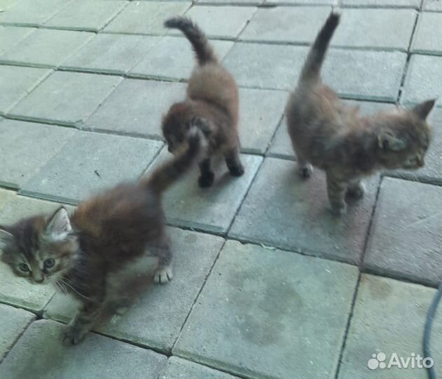 Котята в добрые руки