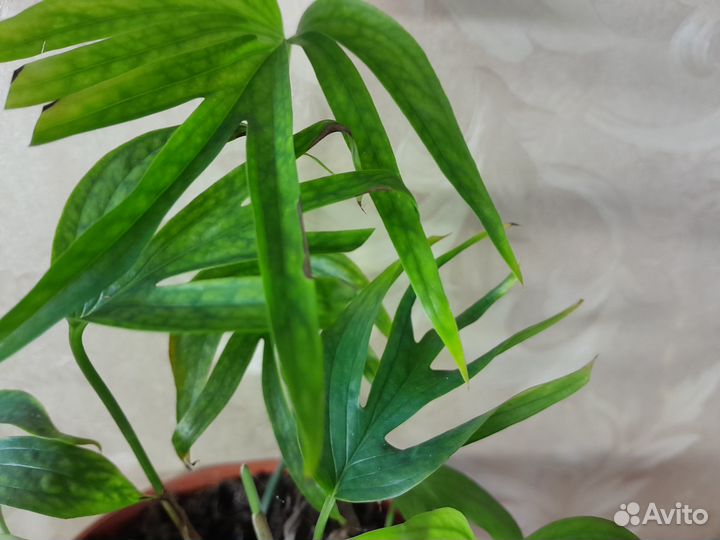 Эпипремнумы (сциндапсусы)