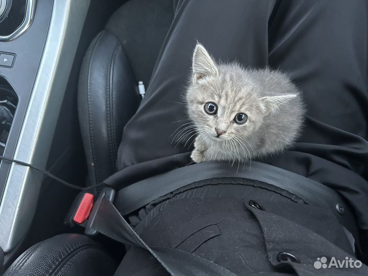 Отдам котенка в добрые руки