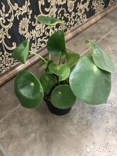 Пеперомия,кодиеум,лудизия,бонсай,спатифиллум,гера