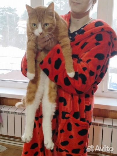 Котик в беде