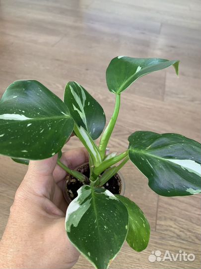 Филодендрон вайт wizard