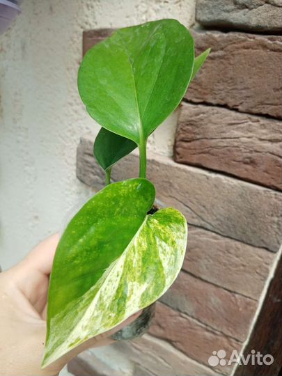 Сциндапсус, Клеродендрум Бунге, Перец острый