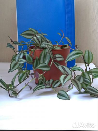 Традесканция