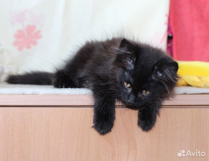 Котенок Кузя