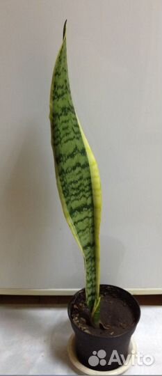 Сингониумы Панда, Сансевьера