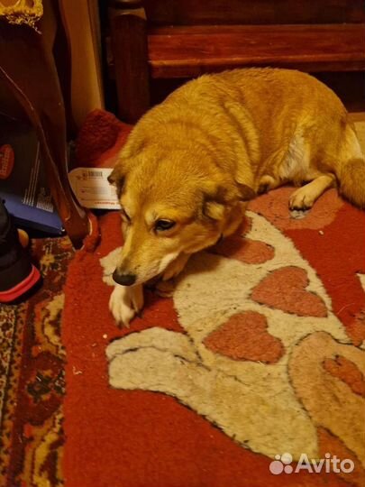 Найдена собака