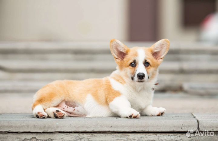 Вельш-корги пемброк девочка