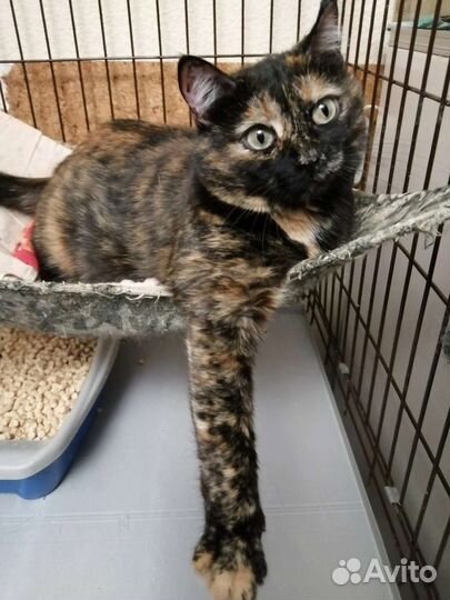 Возьми меня из приюта