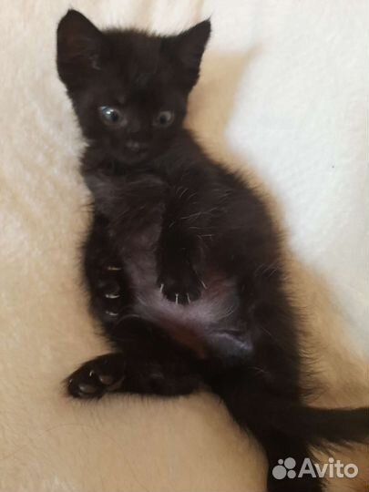 Сибирская кошка бесплатно