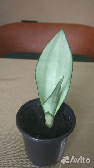 Сансевиерии