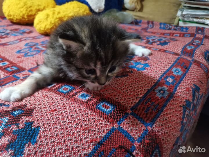 Котятки милашки