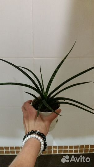 Сансы Футура Суперба, бакулярис Фернвуд Микадо