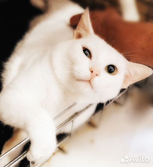Снежок и Белочка)