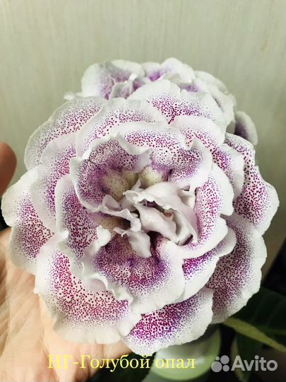 Глоксинии сортовые (свежесрезанный лист)