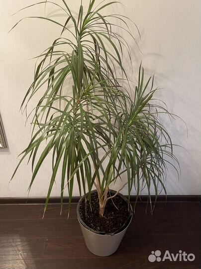 Пальма драцена большая