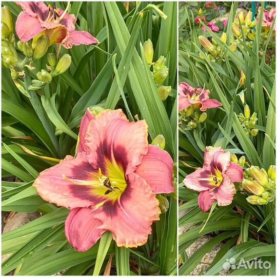 Лилейник сортовой