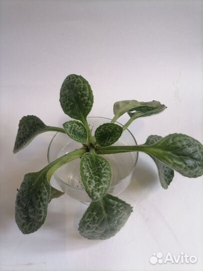 Примулина хирита