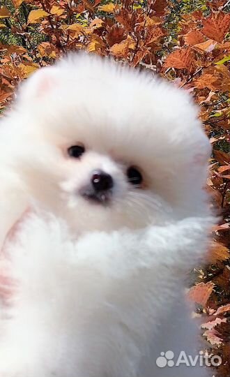 Щенок шпица