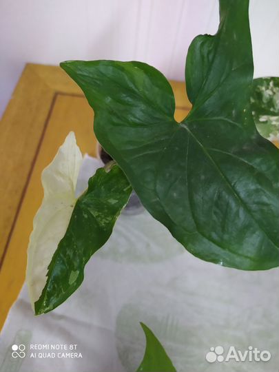 Фикус лирата лировидный