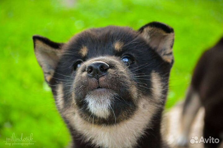 Собаки Сиба ину щенки