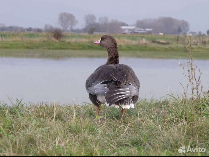 Подсадные утки,Белолобые