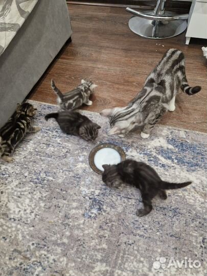 Два мальчика Шотланских