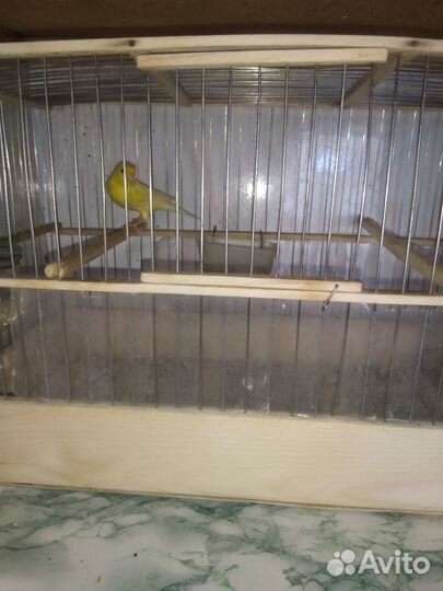 Кенаря +кенарки