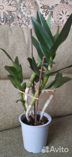 Комнатные растения цветы орхидея