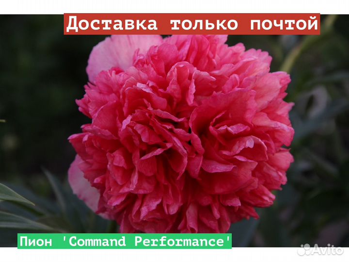 Пион Command Performance