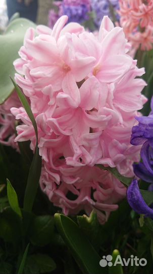 Гиацинты, хризантема, нарциссы