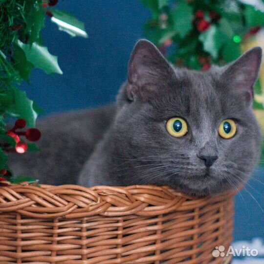 Дымок в добрые руки