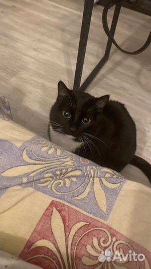 Кот в добрые руки