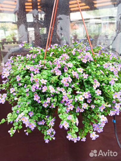 Вегетативные черенки