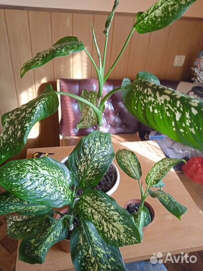 Домашние растения