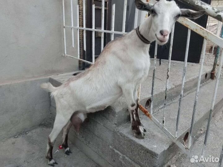 Коза дойная