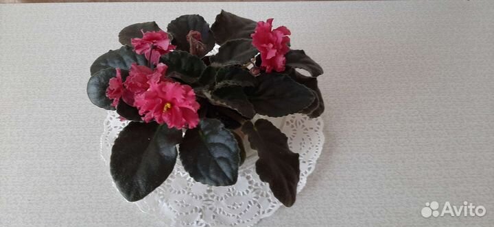 Цветущие фиалки