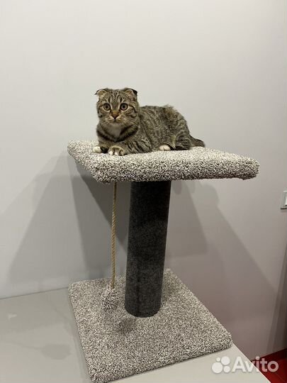Когтеточка для кошки