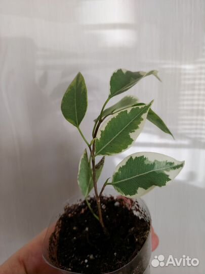 Фикус бенджамина пестролистный