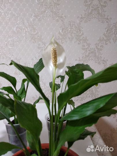 Спатифиллум 