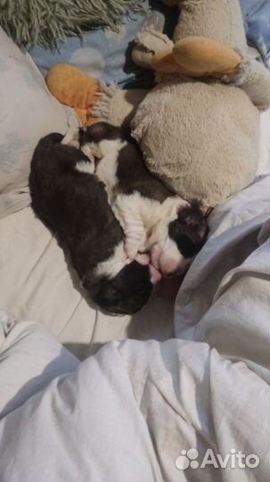 Девочка спаниель