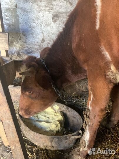 Домашние бычки