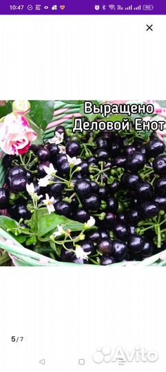 Рассада санберри (солнечная ягода)