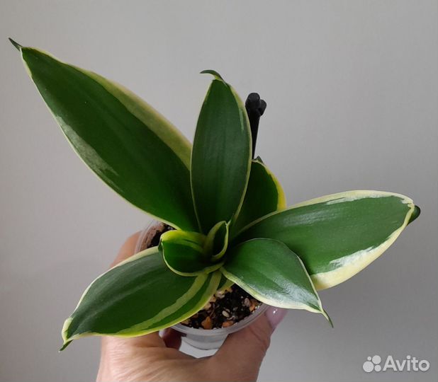 Сансевиерия ханни крео