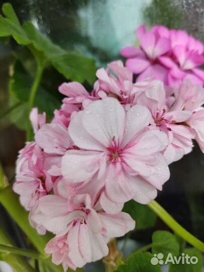 Пеларгония герань