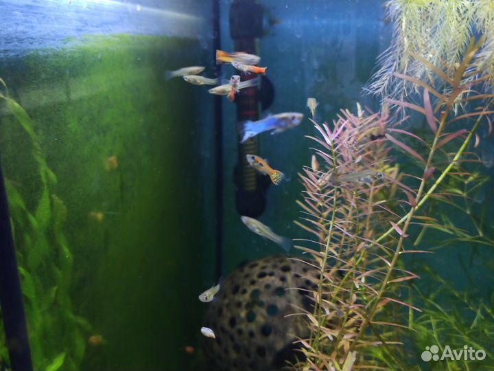 Гуппи Эндлера