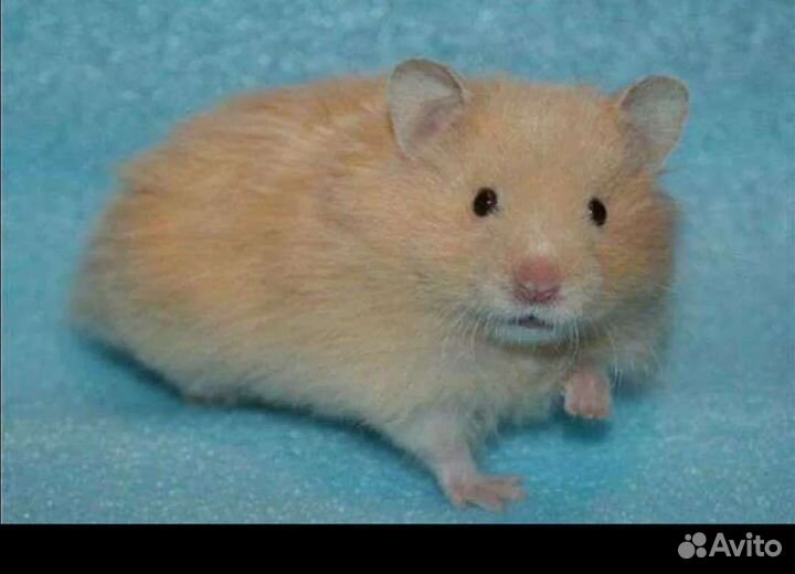 Хомяки рыжие атласные сирийские