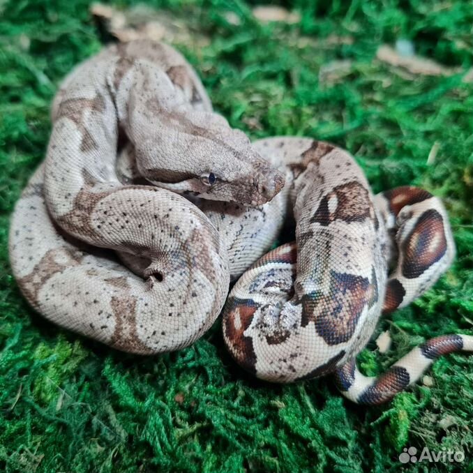 Змея императорский удав (Boa constrictor)